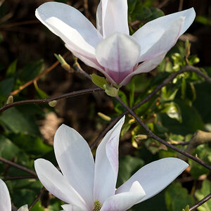 Tulpenbaumblüten