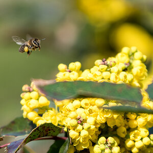 Biene im Anflug