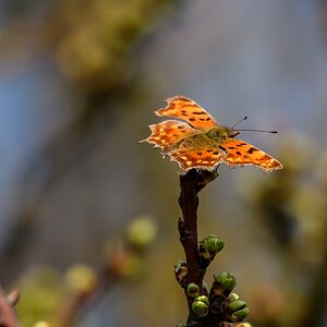 comp_20190406-DSC_47861.jpg
