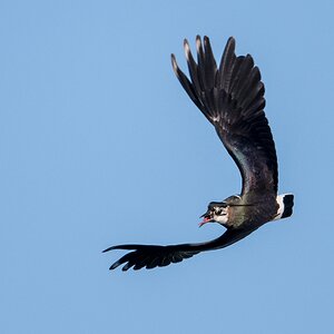 D50_9658_Akrobatische Flugeinlage IA_4_2019.jpg
