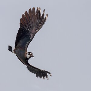 D50_9859_Kiebitz zeigt Flugkünste IA_4_2019.jpg