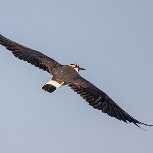 D50_9916_ein schöner Rücken IA_4_2019.jpg