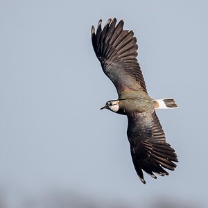 D50_9943_schillerndes Gefieder im Abendlicht  IA_4_2019.jpg