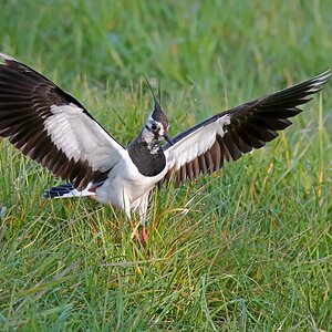 D75_5084_Bodenkiebitz VIIA_5_2016.jpg