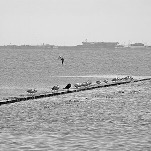 _DSC0052Pxl.jpg