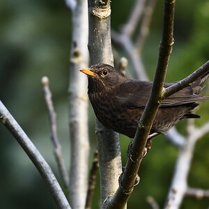 AK3_5368