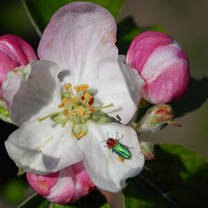 Apfelblüte_18_04_2019_1200.jpg