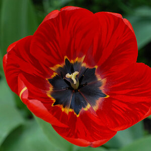 tulpe_1200.jpg