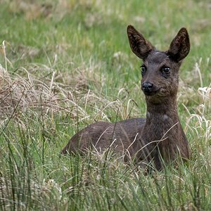 D50_9403_dunkelbraunes Reh I_3_2019.jpg