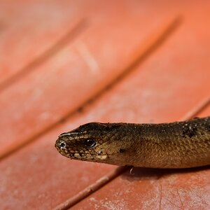 comp_DSC_5449.jpg