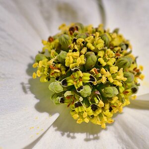 DSK_6959_1_nff.jpg