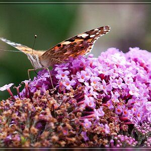 Schmetterling 8