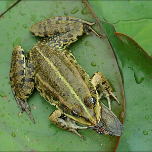 frosch libelle