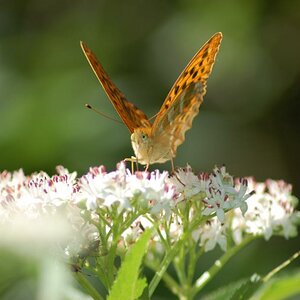 Schmetterling