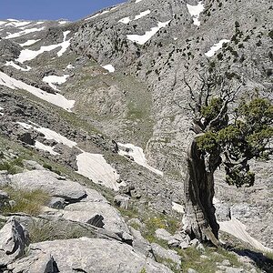 Baum 4
