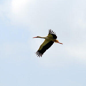 Storch im Vorbeiflug