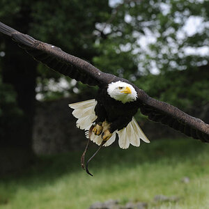 Weißkopfseeadler