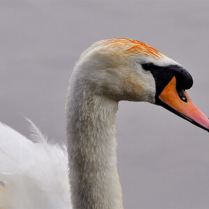 Schwan 1 klein