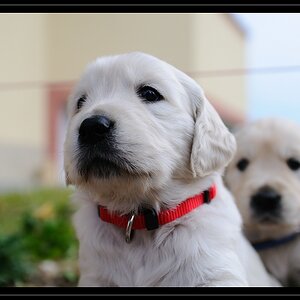 Cats and Dogs 10