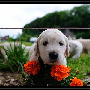 Cats and Dogs 15