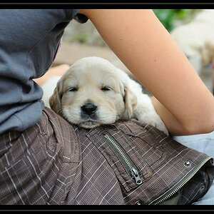 Cats and Dogs 25