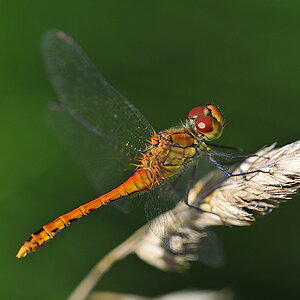 Libelle 060