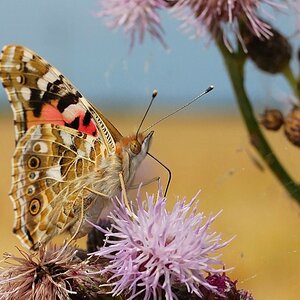Schmetterling