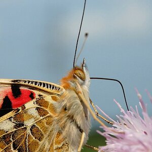 Schmetterling