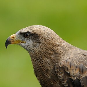 compa6 272