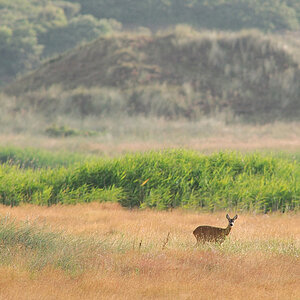 Reh in Landschaft
