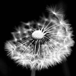 c Pusteblume 5615