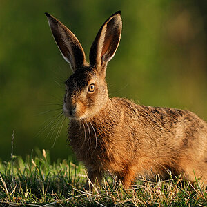 Hase