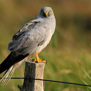 Kornweihe