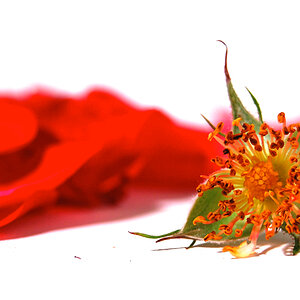 blume