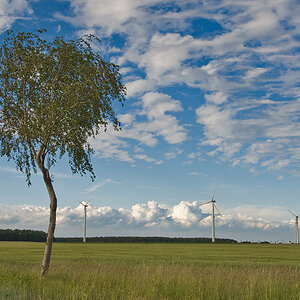 Birke im Juni