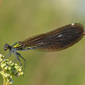 Libelle 02