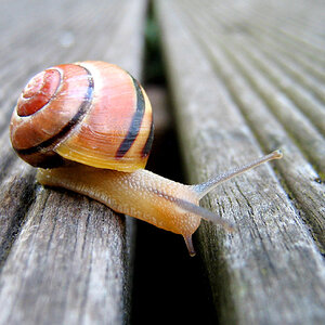 Schnecke