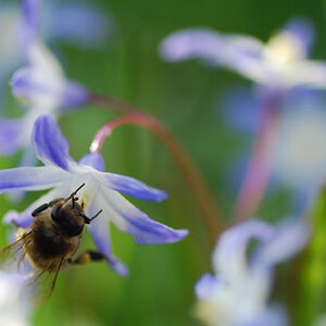 Bienchen bei der Arbeit