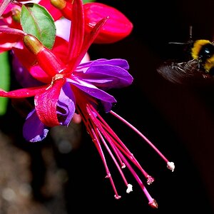 bunt 03