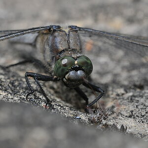 Libelle 031