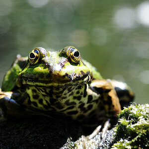 FroschBAA 2802