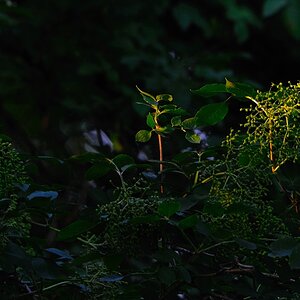 Licht im Wald