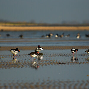 Vogelfotografien 1