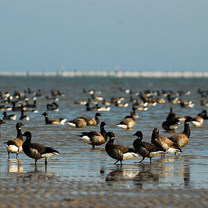 Vogelfotografien 3