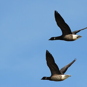 Vogelfotografien 4