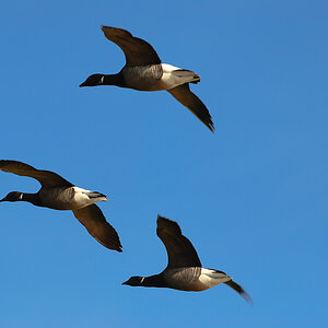 Vogelfotografien 5