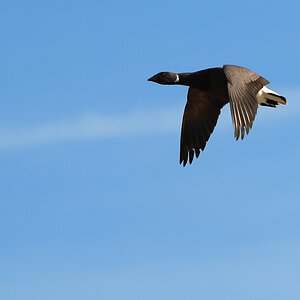Vogelfotografien 7