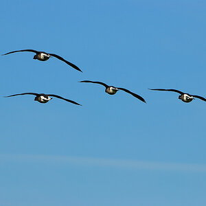 Vogelfotografien 8