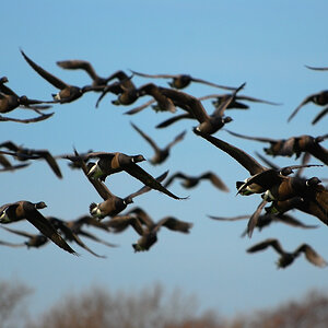 Vogelfotografien 9