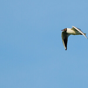 Vogelfotografien 11